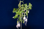 Fuchsia magellanica (IMG_0160_1.tif)
