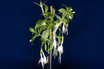 Fuchsia magellanica (IMG_0163_1.tif)