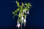 Fuchsia magellanica (IMG_0164_1.tif)