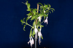 Fuchsia magellanica (IMG_0165_1.tif)