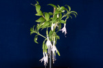 Fuchsia magellanica (IMG_0166_1.tif)