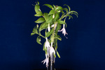 Fuchsia magellanica (IMG_0167_1.tif)