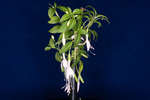 Fuchsia magellanica (IMG_0168_1.tif)