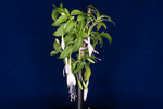 Fuchsia magellanica (IMG_0169_1.tif)