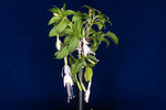 Fuchsia magellanica (IMG_0170_1.tif)