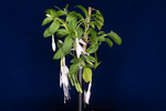 Fuchsia magellanica (IMG_0171_1.tif)
