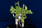 Fuchsia magellanica (IMG_0172_1.tif)