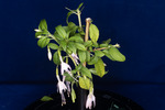 Fuchsia magellanica (IMG_0174_1.tif)