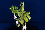 Fuchsia magellanica (IMG_0176_1.tif)