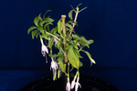 Fuchsia magellanica (IMG_0178_1.tif)
