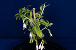 Fuchsia magellanica (IMG_0179_1.tif)