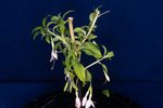 Fuchsia magellanica (IMG_0180_1.tif)