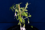 Fuchsia magellanica (IMG_0181_1.tif)
