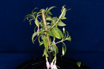 Fuchsia magellanica (IMG_0182_1.tif)