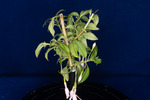 Fuchsia magellanica (IMG_0184_1.tif)