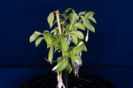 Fuchsia magellanica (IMG_0187_1.tif)