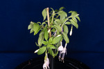 Fuchsia magellanica (IMG_0189_1.tif)