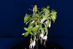 Fuchsia magellanica (IMG_0191_1.tif)