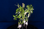 Fuchsia magellanica (IMG_0193_1.tif)