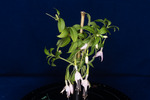 Fuchsia magellanica (IMG_0195_1.tif)