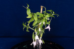 Fuchsia magellanica (IMG_0196_1.tif)