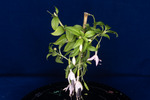 Fuchsia magellanica (IMG_0197_1.tif)