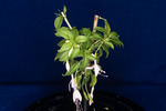 Fuchsia magellanica (IMG_0199_1.tif)