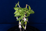Fuchsia magellanica (IMG_0200_1.tif)