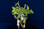 Fuchsia magellanica (IMG_0201_1.tif)