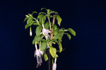 Fuchsia magellanica (IMG_0202_1.tif)