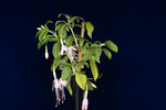 Fuchsia magellanica (IMG_0204_1.tif)