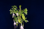 Fuchsia magellanica (IMG_0208_1.tif)