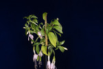 Fuchsia magellanica (IMG_0209_1.tif)