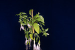 Fuchsia magellanica (IMG_0210_1.tif)