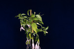 Fuchsia magellanica (IMG_0211_1.tif)