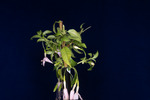 Fuchsia magellanica (IMG_0212_1.tif)
