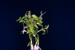 Fuchsia magellanica (IMG_0213_1.tif)