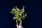 Fuchsia magellanica (IMG_0214_1.tif)