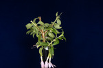 Fuchsia magellanica (IMG_0215_1.tif)