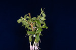 Fuchsia magellanica (IMG_0216_1.tif)