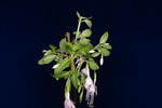Fuchsia magellanica (IMG_0220_1.tif)