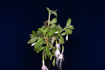 Fuchsia magellanica (IMG_0221_1.tif)