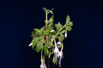 Fuchsia magellanica (IMG_0222_1.tif)