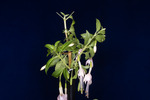 Fuchsia magellanica (IMG_0223_1.tif)