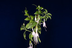 Fuchsia magellanica (IMG_0228_1.tif)