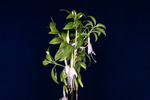 Fuchsia magellanica (IMG_0229_1.tif)