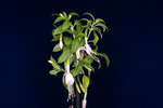 Fuchsia magellanica (IMG_0231_1.tif)