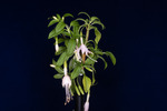 Fuchsia magellanica (IMG_0232_1.tif)