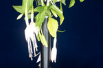 Fuchsia magellanica (IMG_0238_1.tif)