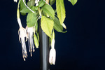 Fuchsia magellanica (IMG_0241_1.tif)